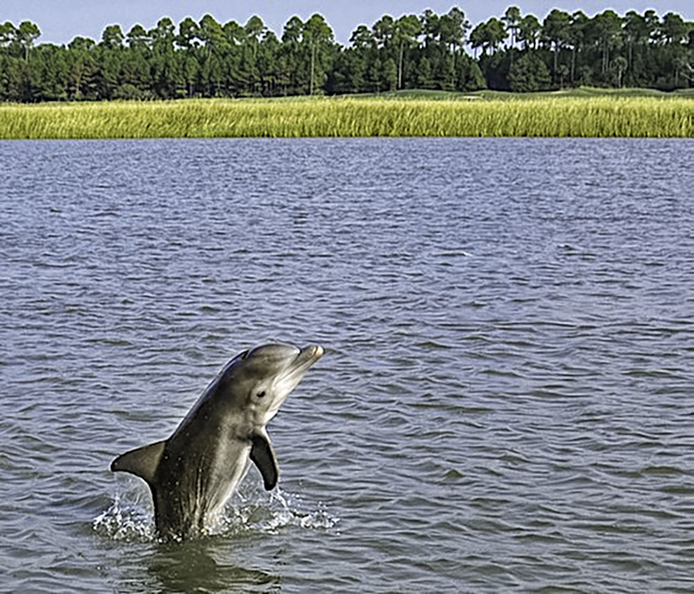 Dolphin